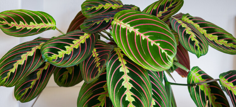 Prayer plant