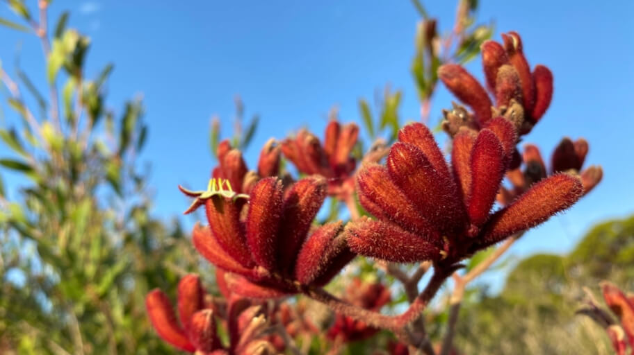 5 Weird Australian Plants | Fantastic Gardeners Blog