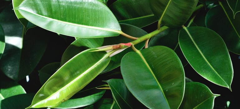 Rubber plant