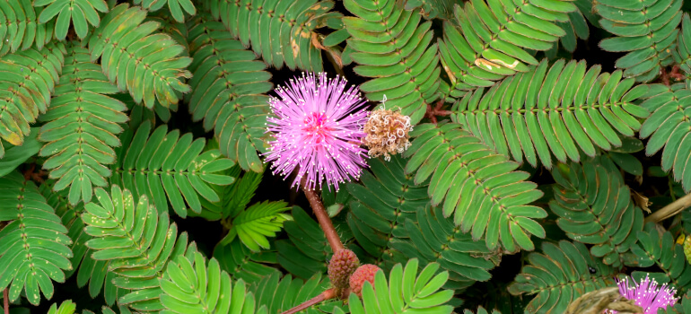 Sensitive plant