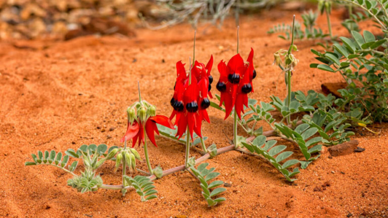 6 Weird Australian Plants | Fantastic Gardeners Blog