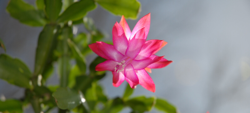 When To Bring In Christmas Cactus From Outside - Why Are The Leaves On My Christmas Cactus Limp?