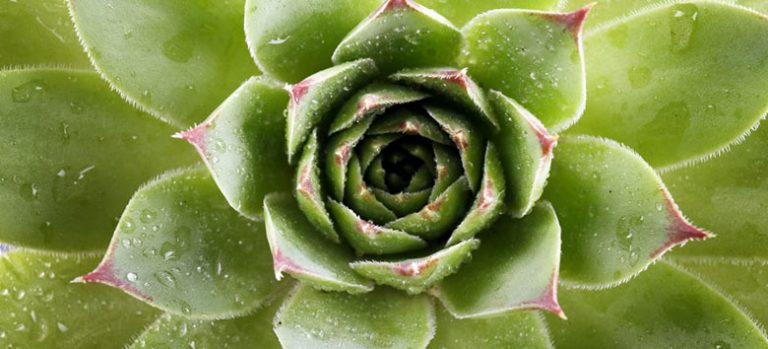 How to Grow Succulents in Water | Fantastic Gardeners Melbourne