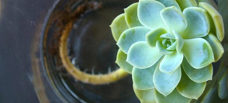 A succulent plant growing in water.