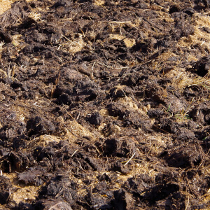 Composted manure