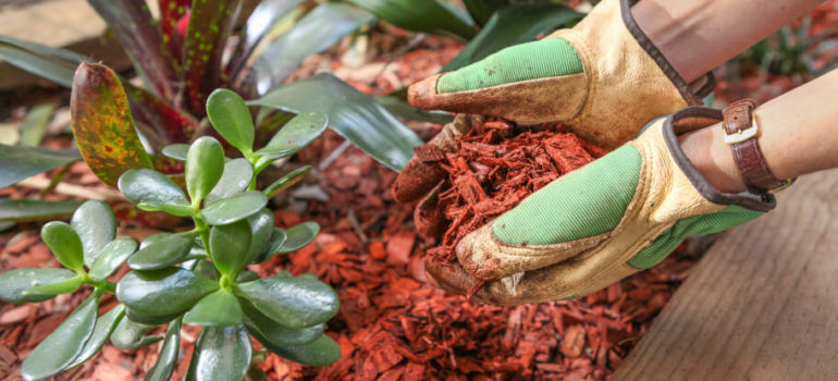 Different Types of Mulch and the Best Ones for Your Garden
