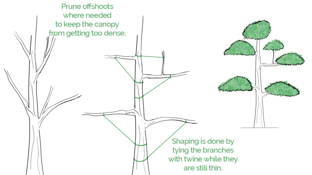 Guide on how to start training the tree