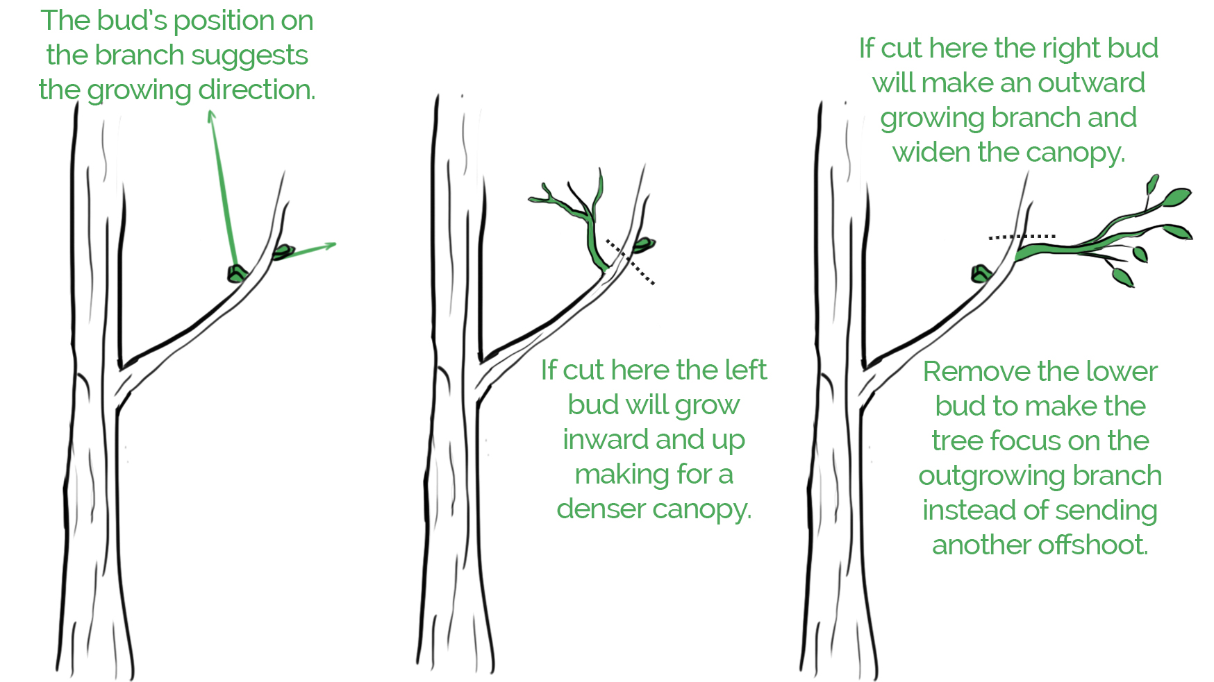 Niwaki Guide for Beginners Fantastic Gardeners Melbourne