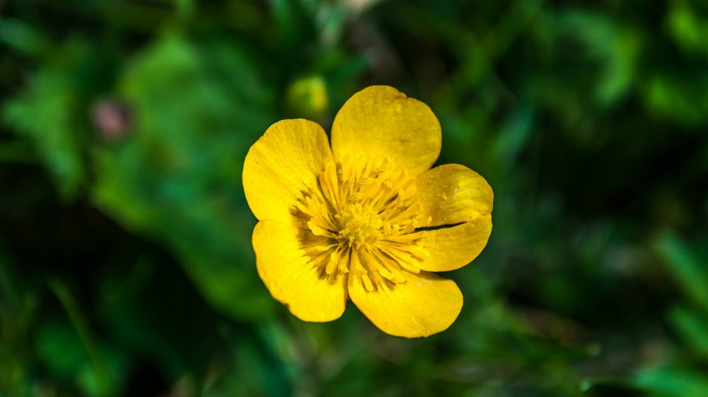 images of buttercup flowers