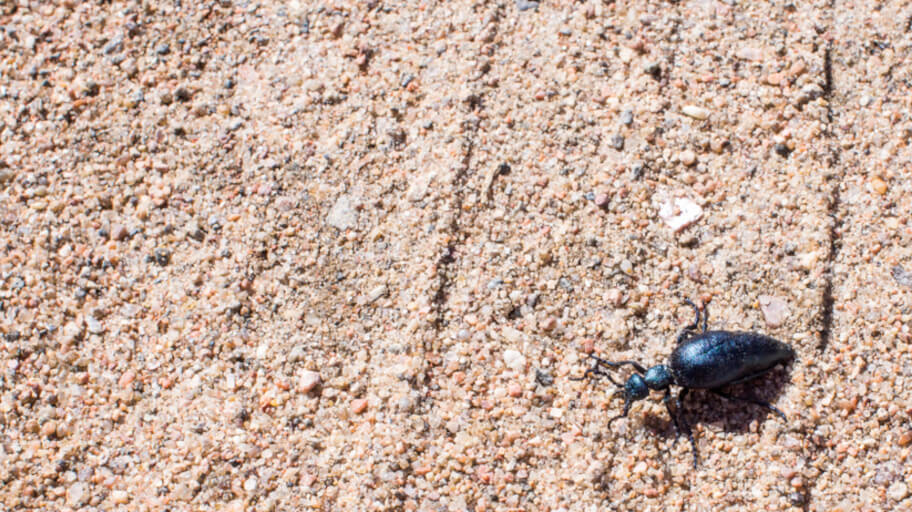 Ground beetle