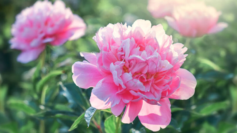 10 of the Most Aromatic Flowers | Care Tips by Gardening Pros