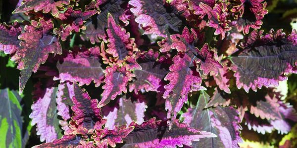 Black Beauty Coleus