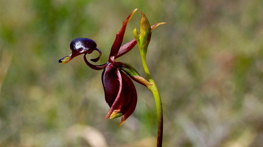 Duck Orchid (Calean)