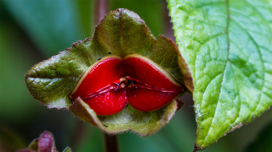 Hot lips flower (Psychotria elata)