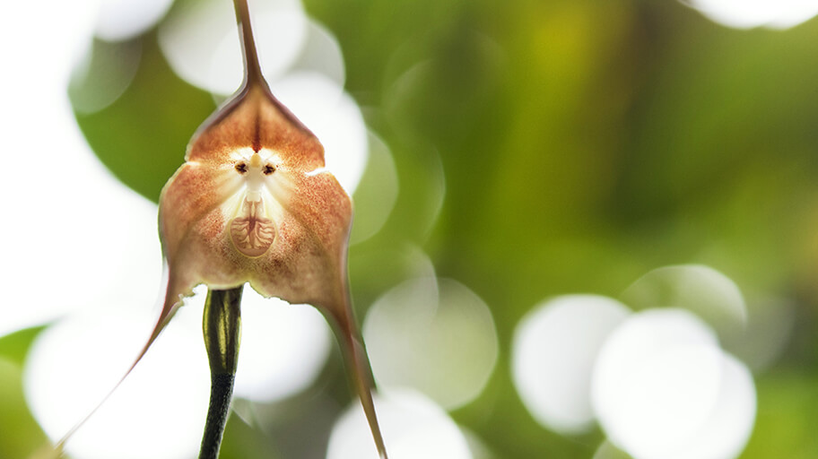 Monkey orchid (Dracula Simia)