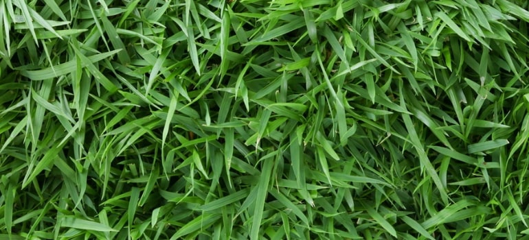 The guide to Zoysia matrella grass.