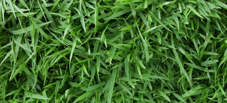 Types of outlet zoysia grass