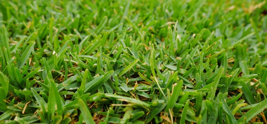 Sir Walter Buffalo Grass - All You Have to Know | Detailed Guide