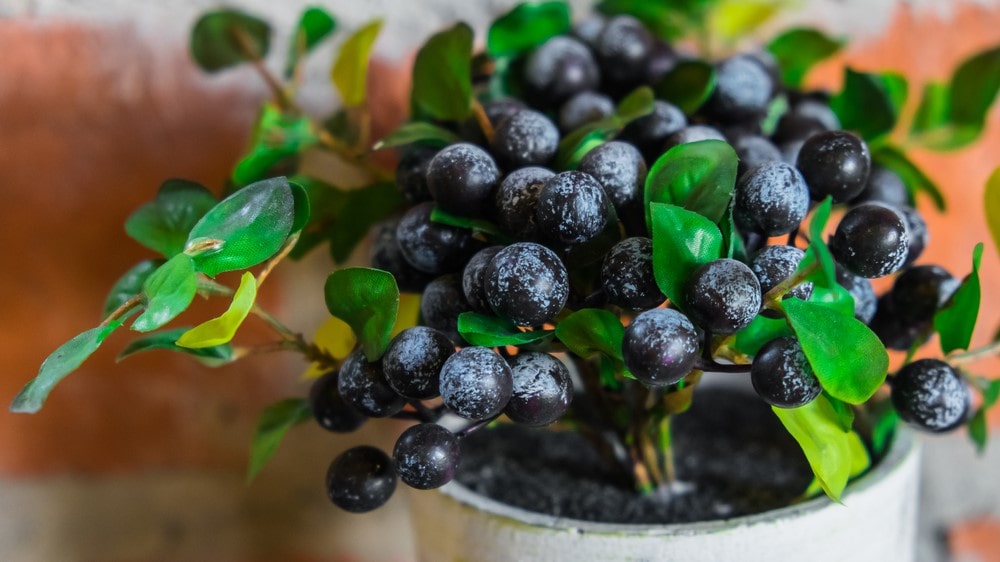 Blueberries growing in pot