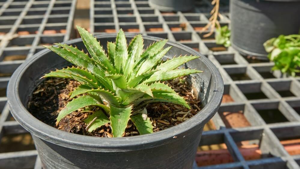 Pineapple tree growing in container