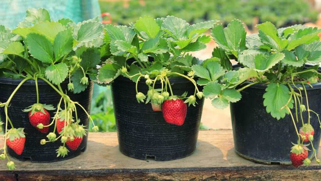 Strawberries grown in containers.