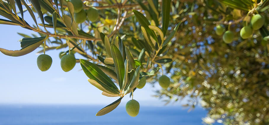 How to Prune an Olive Tree