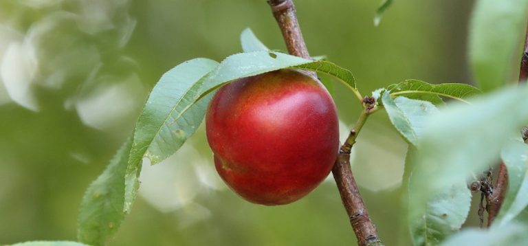 How to Prune a Nectarine Tree the Right Way | Fantastic Gardeners Guide