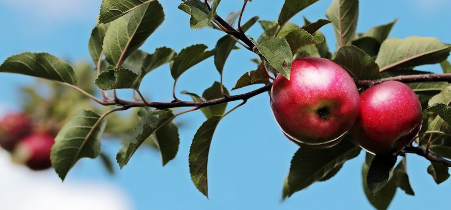 How to prune an apple tree