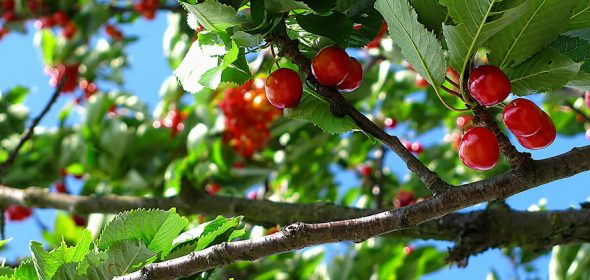 When and How to Prune a Cherry Tree