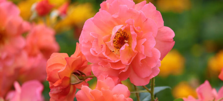 How to prune roses