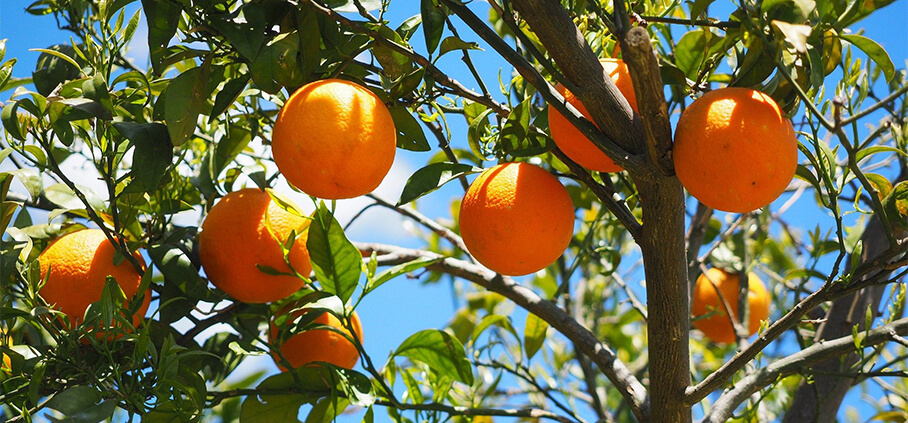 How to Prune an Orange Tree