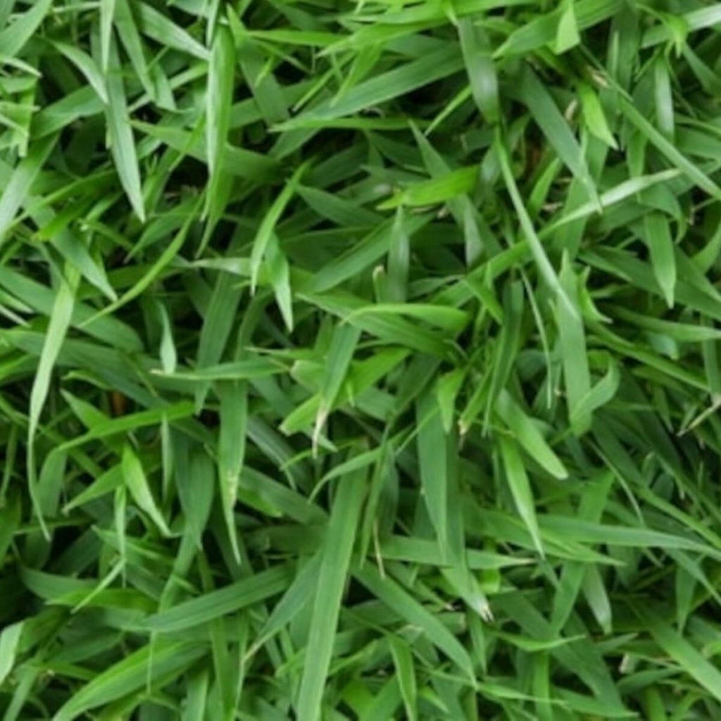 Australian Grass Types Identify Choose The Right One Guide By Australian Grass Types Identify Choose The Right One Guide By