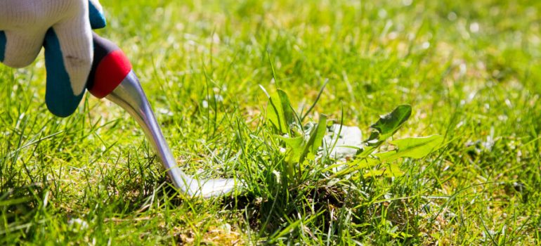 Common Australian lawn weeds and how to remove them