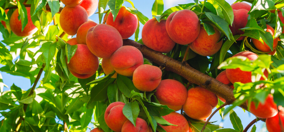 How to Prune a Peach Tree