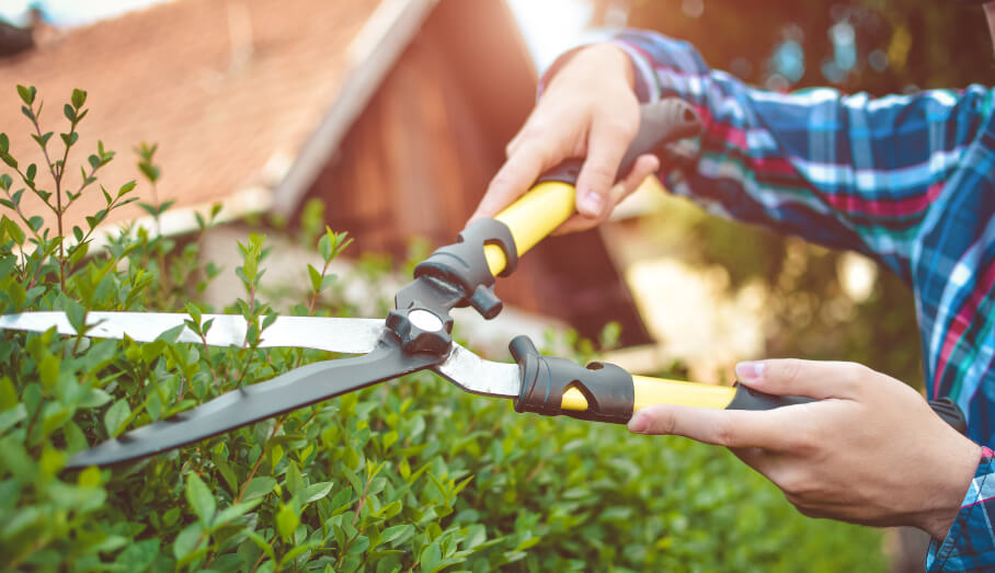 Cutting Hedges For Healthy Growth Guide By Fantastic Gardeners AU