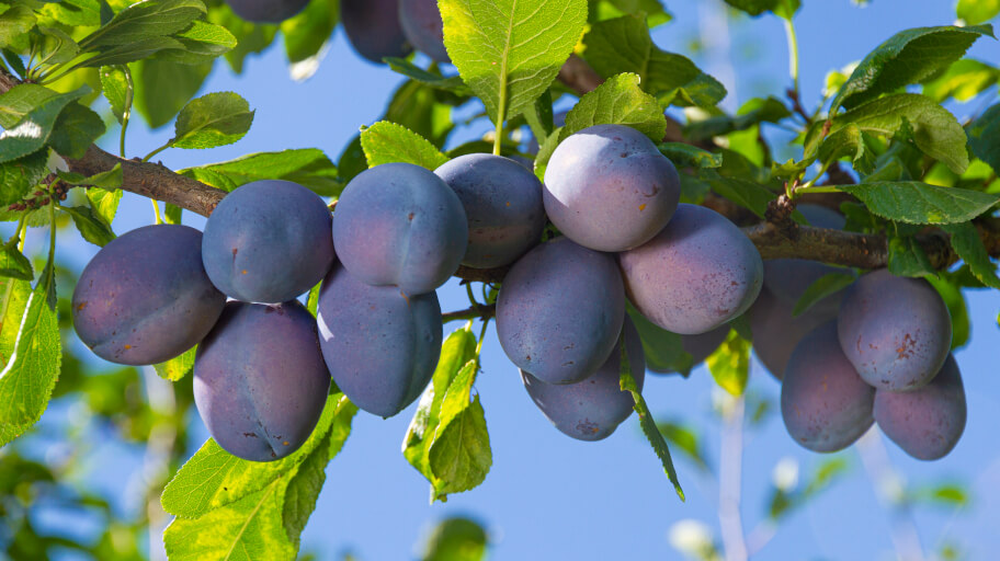 How To Prune A Plum Tree The Ultimate Guide Fantastic Gardeners AUS