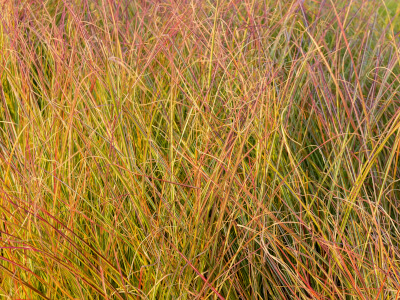 Pheasant's tail grass