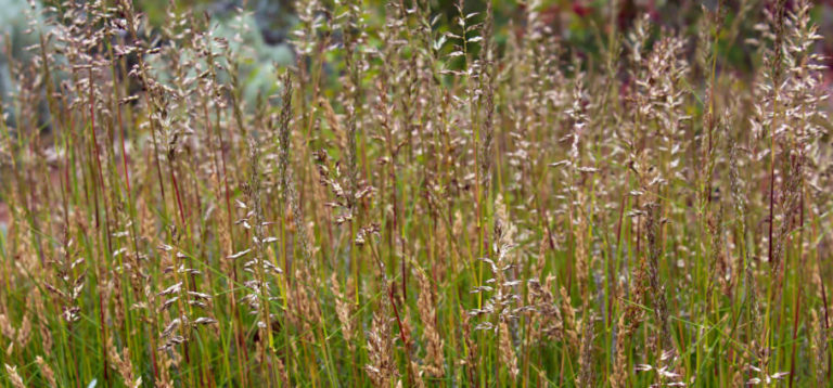 Ornamental Native Grasses for Your Garden - List by Fantastic Gardeners