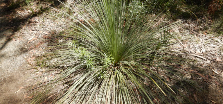 Ornamental Native Grasses for Your Garden - List by Fantastic Gardeners