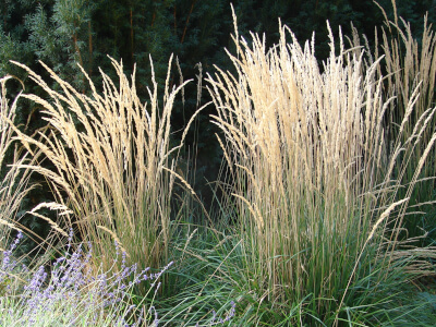 Reed grass (Calamagrostis)