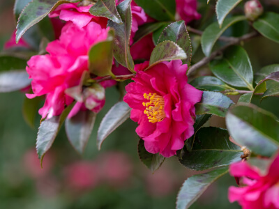 Sasanqua camellia (Camellia sasanqua)