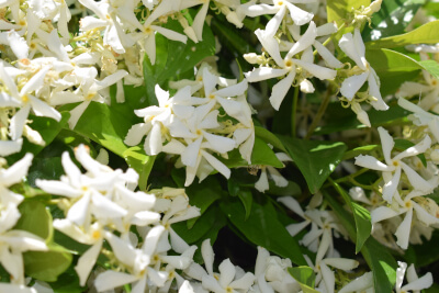 Star jasmine (Trachelospermum jasminoides)